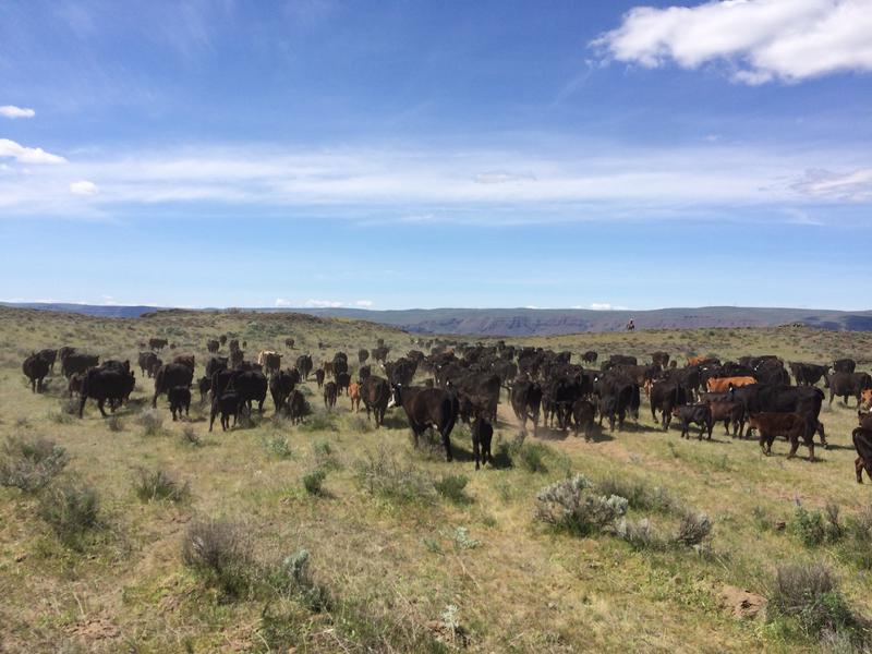 Moving cattle
