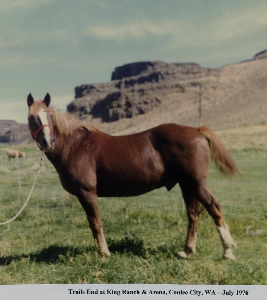 Trails End - Famous Bucking Horse of the Year